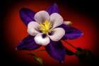 USA-Colorado-Fort Collins. Domestic columbine flower close-up. Art Print